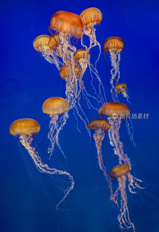 太平洋荨麻(Chrysaora fuscescens)，或西海岸荨麻，是一种分布广泛的浮游孢子动物，或水母，“水母”或“水母”，生活在太平洋东北部。蒙特利湾，加利福尼亚。